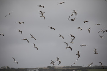 Flock of birds at sea