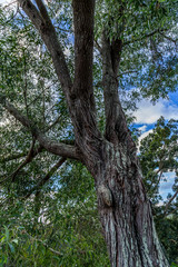 large tree with texture soft clouds and blue sky. Tree bark breaks and peels as the tree grows
