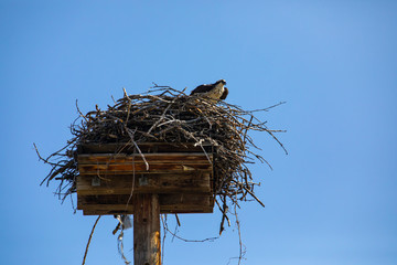 Low angle shot of eagle looking around and monitoring activity around the nest. Osprey or Fish Hawk resting on the nest under the blue sky