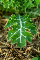 Fern Leaf Close up
