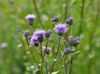 Cirsium arvense grows and blooms among herbs