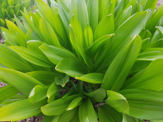 Obraz premium Long and narrow green leaves on a flower bed on a spring day