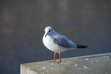 oiseau marin 