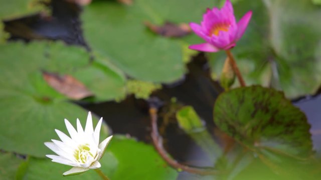 lotus flower in the water
