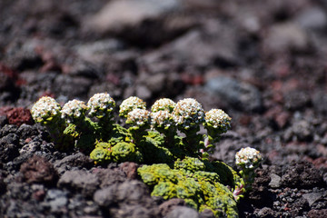 plants in the mountain