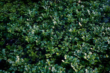 Fototapeta premium High quality image of growing plants in the water