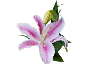 Flowers Isolated on White Background  with clipping path. There are Pink lily.