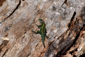 green lizard on wood