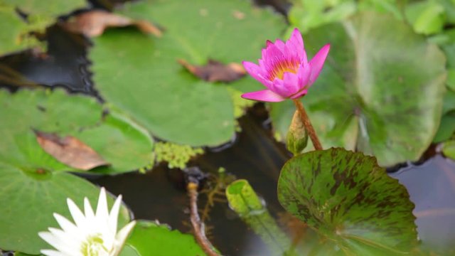lotus flower in the water