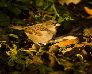 Ptak jedzący śniadanie