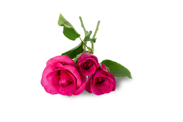 Flowers Isolated on White Background  with clipping path. There are red, pink rose.