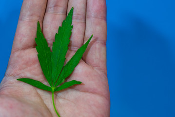 Marijuana leaf in hand with blue background