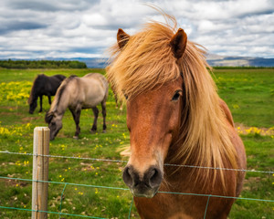 Iceland - Curious Horse Coming to the Fence - Stokkseyri