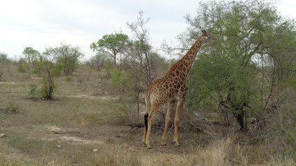 Naklejka na ściany i meble a giraffe in south africa