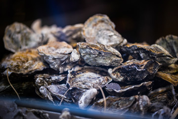 fresh oysters close up view