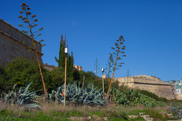 cactus near a castle - 314746166