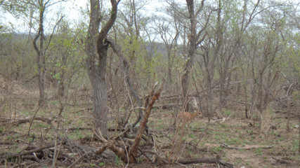 wild monkeys in south africa