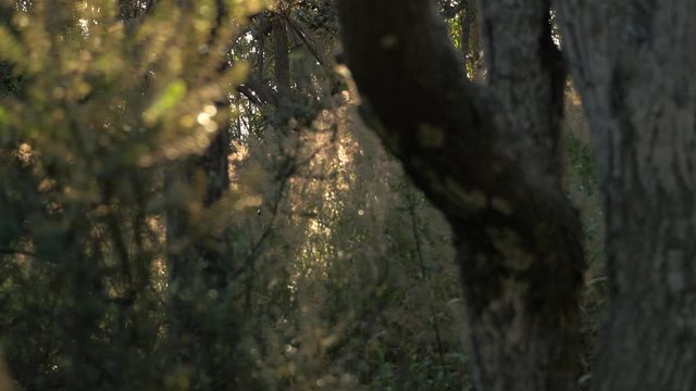 dolly left through native Hawaii forest in volcano on the big island