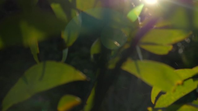 koa tree blowing in the wind at sunset boom down
