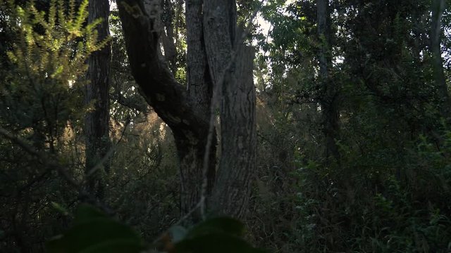 dolly right through native forest in hawaii at sunset