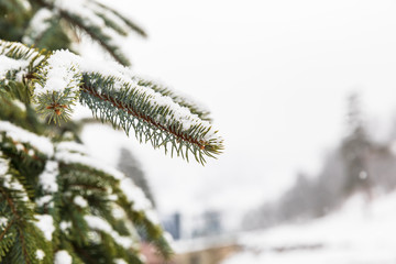 Branches of spruce covered with snow