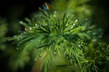 juicy healthy greens with dew drops in the garden. organic salad greens
