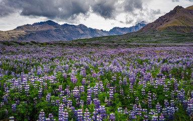 Obraz premium Iceland - Purple Nootka Covering Valley Floor