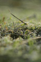 Green grass meadow sun rays. Vertical orientation. Early spring wallpaper. Nature outdoors background.