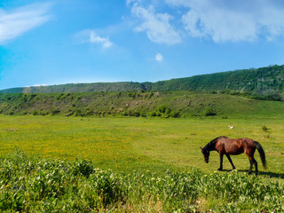 A horse grazes in a meadow against a blue sky.