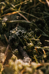 Green grass meadow sun rays. Vertical orientation. Early spring wallpaper. Nature outdoors background.