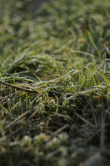 Green grass meadow sun rays. Vertical orientation. Early spring wallpaper. Nature outdoors background.