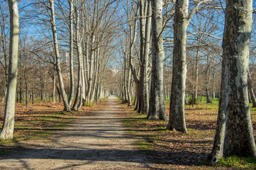path with trees in winter at the Casa de Campo in Madrid. Spain