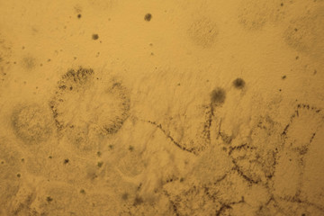 Close up black mold on the wall at home. Removing mold. Wall damage 