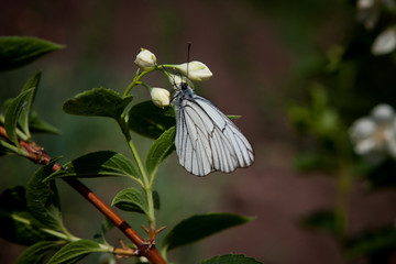 white butterfly on the branches of blooming jasmine