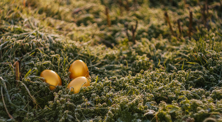 Easter wallpaper. Golden eggs on spring grass at sunny day. Sun rays fall on meadow. Celebrating spring holidays. Nature holiday background. frozen grass.