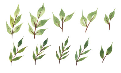 Fototapeta premium Hand Drawn watercolor illustration.Watercolor greens collection.Texture with greens,branch,leaves.Isolated on a white background.