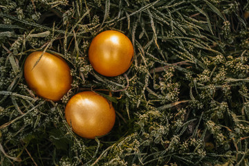 Top view Golden eggs on spring grass at sunny day. Easter wallpaper copy space. Sun rays fall on meadow. Celebrating spring holidays. Nature holiday background. frozen grass.