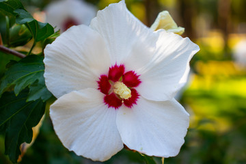 White Chinese Hibiscus or Chinese Rose Flower