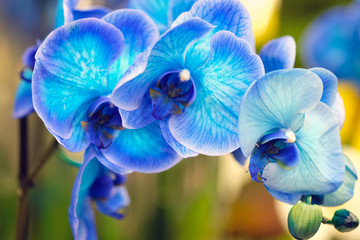 Blue flowers closeup. Orchid Phalaenopsis is a genus of flowering herbaceous plants from the Orchid family. Blossoming branch of blue orchid flower - obrazy, fototapety, plakaty