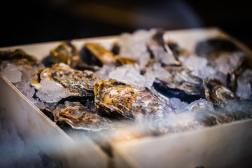 fresh oysters close up view