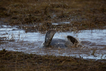 Grey seals in the sea 