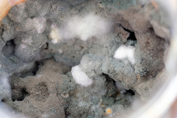 Mold in a jar closeup. Mold mushrooms on products. Microscopic mushrooms that live on foods - obrazy, fototapety, plakaty