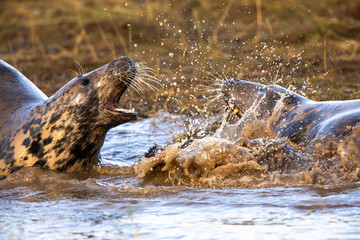 Grey seals in the sea 