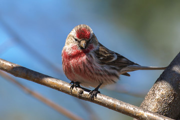 Close up of red Common Redpoll bird perching on tree branch