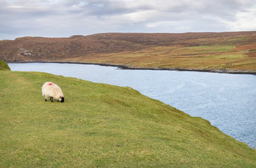Sheep Grazing above Tulm Bay, Isle of Sky, Scotland