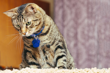 A breedless striped cat with a blue medallion around his neck.