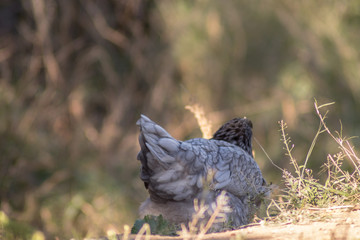 Gallina gris libre en la hierba