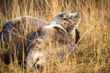 Grey seal in grass