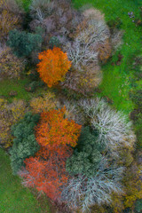 Aerial view, Landscape in autumn, Beech forest, Ramales de la Victoria, Alto Ason, Cantabria, Spain, Europe