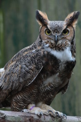 Buho
